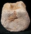 Edmontosaurus (Hadrosaur) Caudal Vertebrae - Montana #12688-4